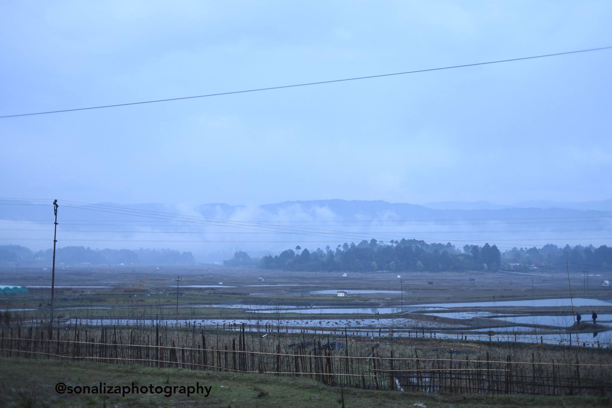 Paddy field, Ziro, Arunachal Pradesh